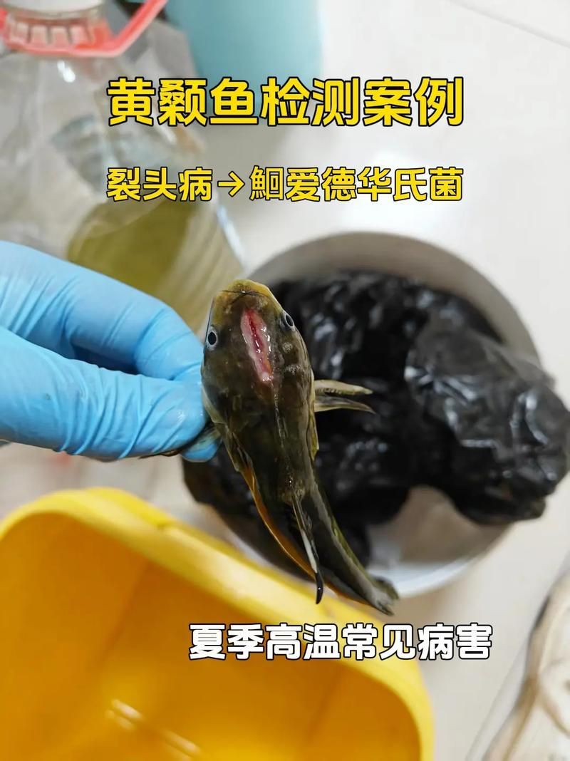 如何判斷魚傷是否感染，如何判斷魚傷是否感染——權威圖文診斷指南