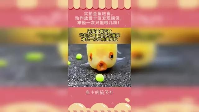 如何判斷金魚是否營養充足，——科學判斷金魚是否營養充足