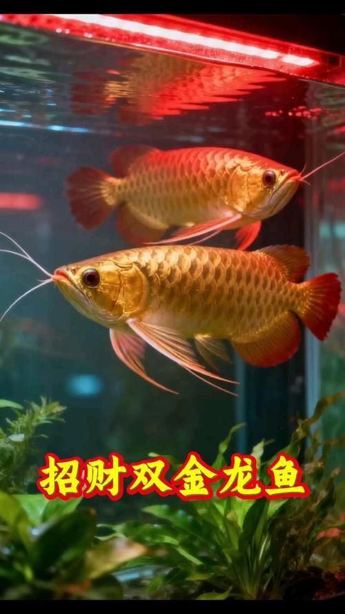 給我一些招財龍魚的圖片，招財龍魚的價格是多少 給我一些招財龍魚的圖片，招財龍魚的價格是多少 龍魚百科 第9張