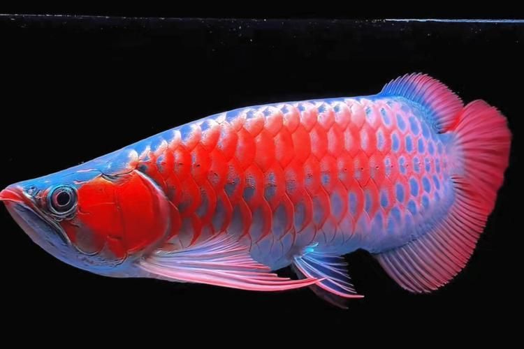給我一些招財龍魚的圖片，招財龍魚的價格是多少 給我一些招財龍魚的圖片，招財龍魚的價格是多少 龍魚百科 第7張