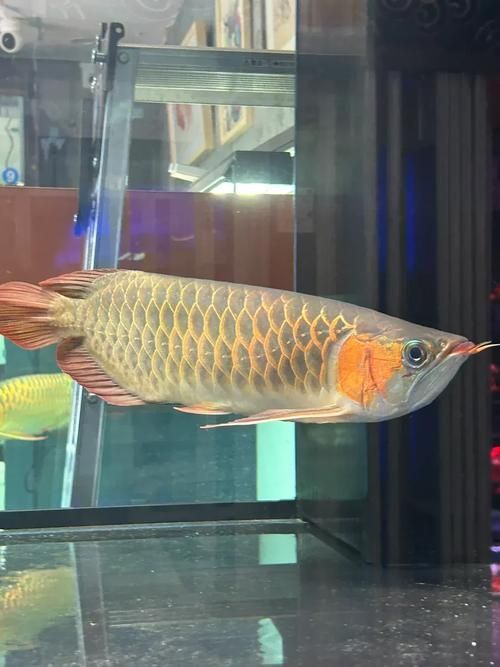 弋江花鳥市場有賣龍魚嗎？，弋江花鳥市場龍魚價格親民，引入多家專業水族店鋪和推薦路線
