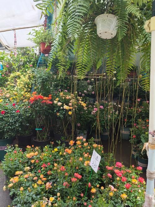 弋江花鳥市場有賣龍魚嗎？，弋江花鳥市場龍魚價格親民，引入多家專業水族店鋪和推薦路線