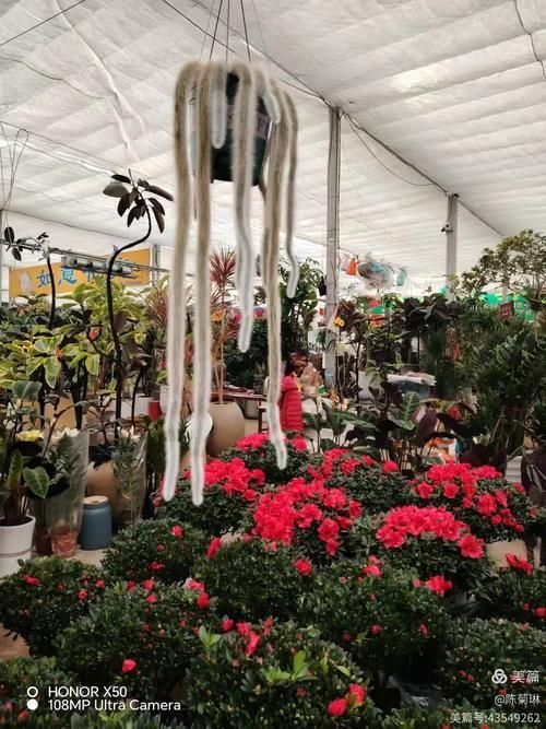 弋江花鳥市場有賣龍魚嗎？，弋江花鳥市場龍魚價格親民，引入多家專業水族店鋪和推薦路線