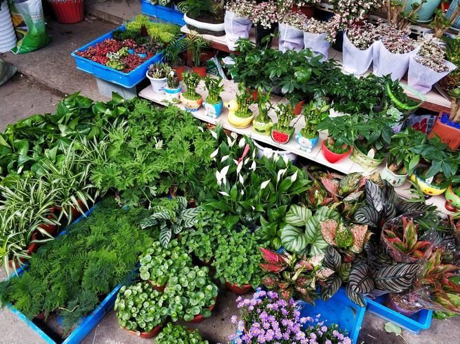 弋江花鳥市場有賣龍魚嗎？，弋江花鳥市場龍魚價格親民，引入多家專業水族店鋪和推薦路線