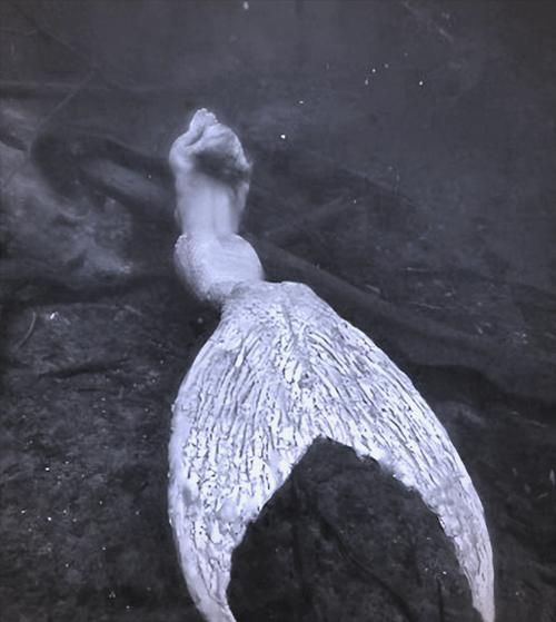能否提供更多海洋不明生物的圖片，如何區分真實海洋生物和不明生物