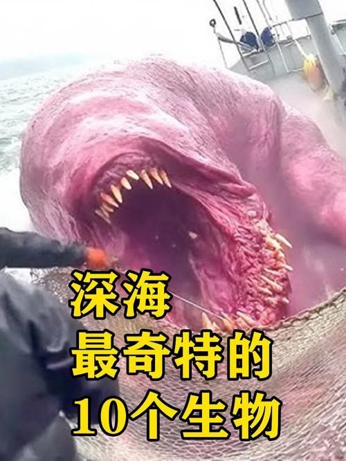 能否提供更多海洋不明生物的圖片，如何區分真實海洋生物和不明生物
