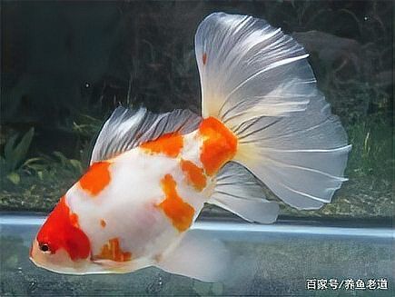 如何判斷金魚受傷程度，arxiv論文arxiv論文助手判斷金魚受傷程度是什么 如何判斷金魚受傷程度，arxiv論文arxiv論文助手判斷金魚受傷程度是什么 龍魚百科 第9張