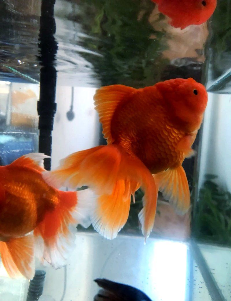 肥東龍魚養殖需要哪些技術？，肥東地區龍魚養殖所需核心技術要點