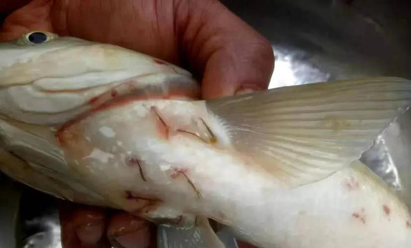 如何判斷龍魚是否感染外寄生蟲，龍魚外寄生蟲診斷