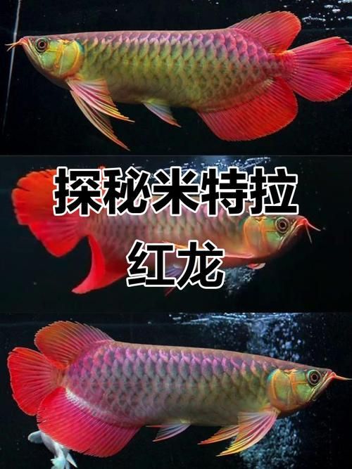 有哪些深海主題的紅龍魚圖片，關于深海主題的紅龍魚圖片