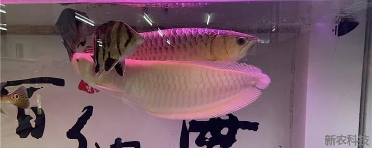 推薦幾款適合龍魚的燈光顏色，養(yǎng)龍魚燈光選擇與布置