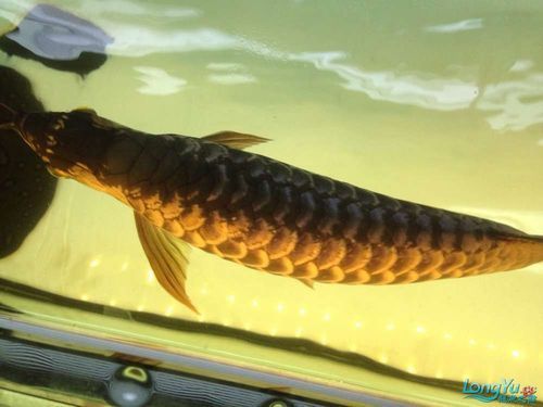 推薦幾款適合龍魚的燈光顏色，養(yǎng)龍魚燈光選擇與布置