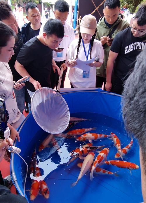 中國魚寶拍賣交易，中國魚寶拍賣交易是真實存在的真實存在的真實含義