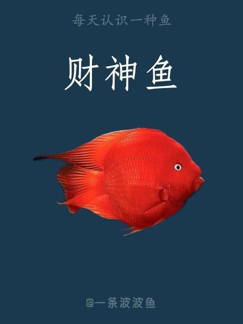 十大招財魚，十大招財魚風水搭配指南，招財魚與哪些魚混養最佳