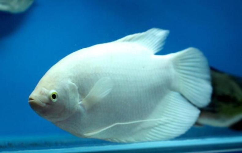 十大招財魚，十大招財魚風水搭配指南，招財魚與哪些魚混養最佳
