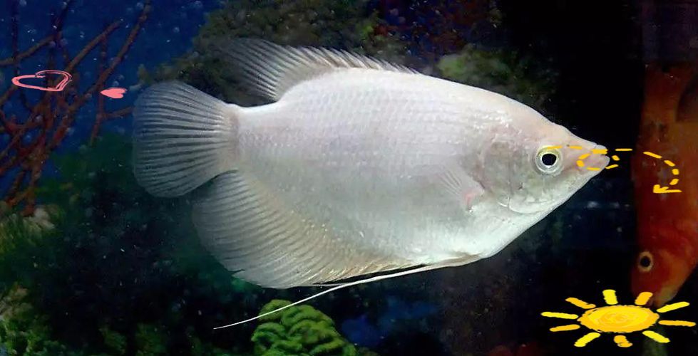 十大招財魚，十大招財魚風水搭配指南，招財魚與哪些魚混養最佳