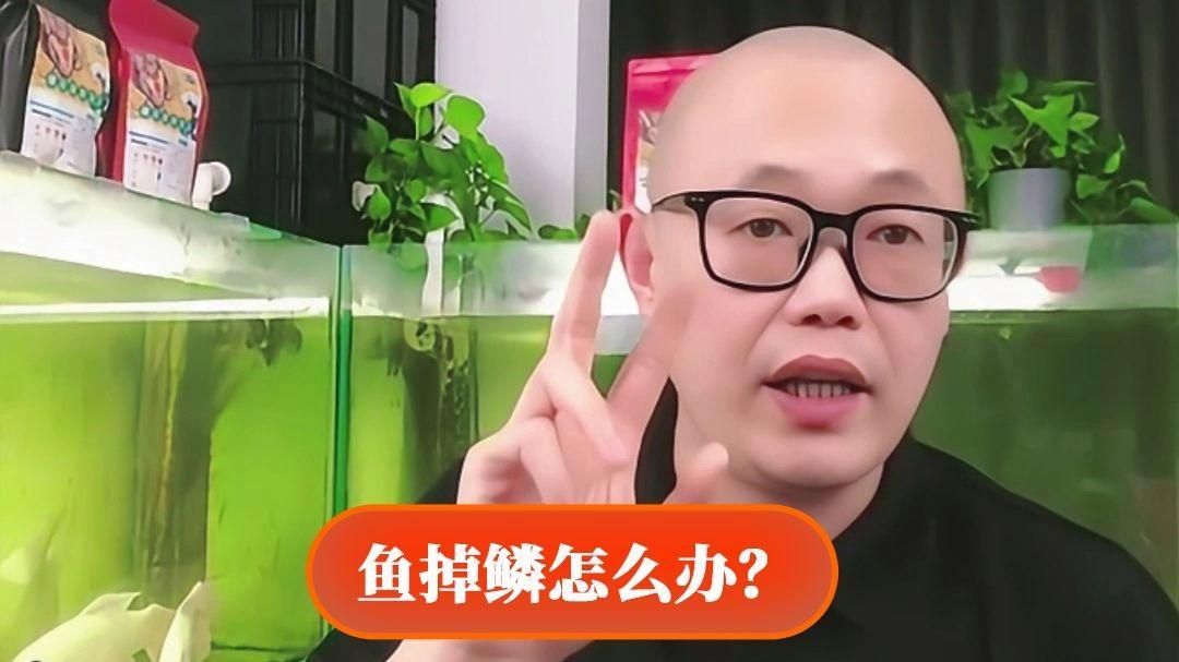 有哪些藥物可以治療魚(yú)鱗片脫落和潰爛，治療魚(yú)鱗病的方法