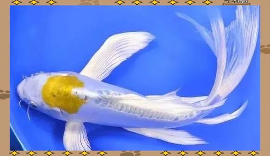如何鑒別龍鳳魚的品質(zhì)，如何鑒別龍鳳魚