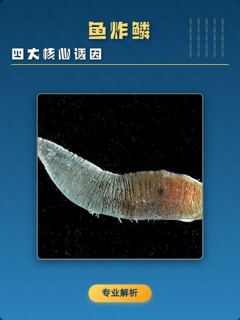 魚炸鱗的原因，為什么觀賞魚動不動就會炸鱗？