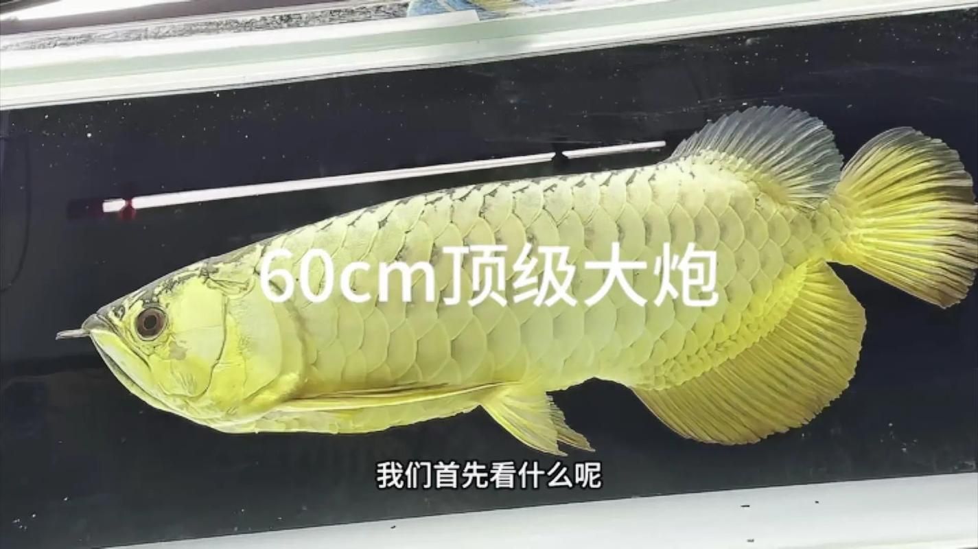 過背金龍魚的市場價格是多少？，殼殼物語，金龍魚的市場價格走勢