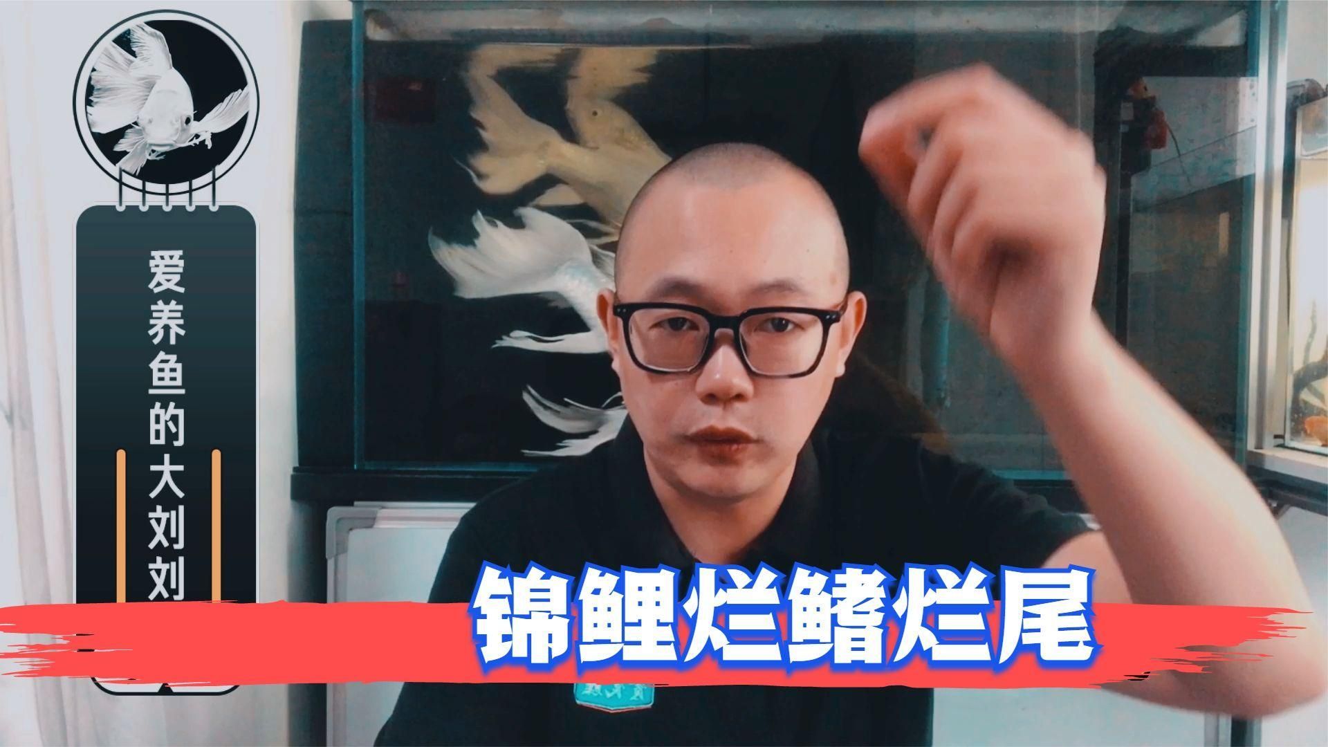 如何預(yù)防金魚爛尾巴潰爛，——金魚爛尾巴潰爛的方法及解決方法 如何預(yù)防金魚爛尾巴潰爛，——金魚爛尾巴潰爛的方法及解決方法 龍魚百科 第4張