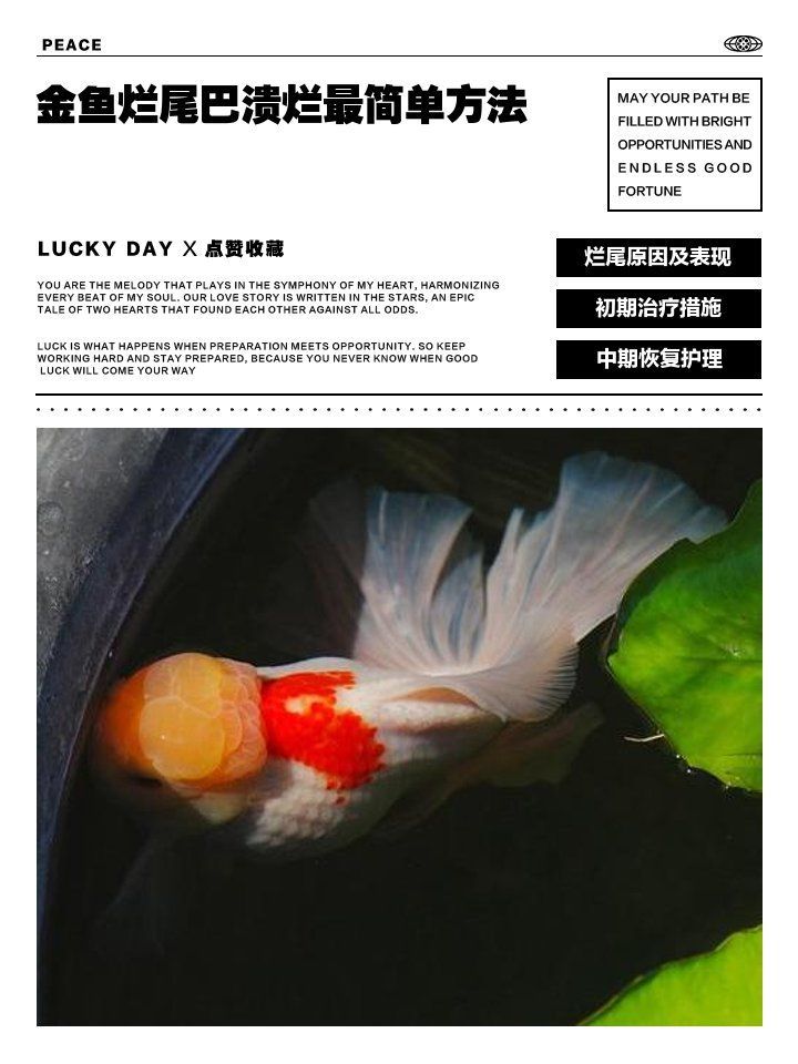 有沒有成功的龍魚鱗黑治療案例，如何判斷龍魚鱗片發黑的原因，有哪些藥物可以治療龍魚鱗黑