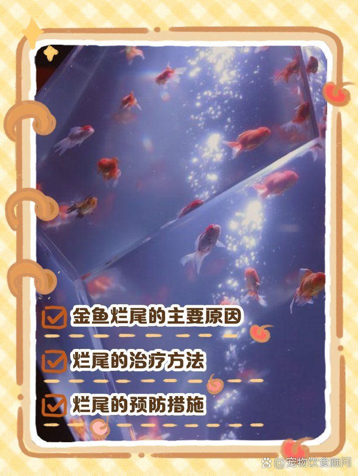 如何預(yù)防金魚爛尾巴潰爛，——金魚爛尾巴潰爛的方法及解決方法 如何預(yù)防金魚爛尾巴潰爛，——金魚爛尾巴潰爛的方法及解決方法 龍魚百科 第1張