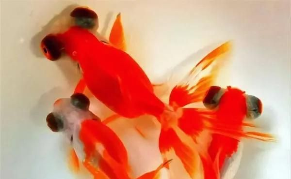 如何預(yù)防金魚爛尾巴潰爛，——金魚爛尾巴潰爛的方法及解決方法 如何預(yù)防金魚爛尾巴潰爛，——金魚爛尾巴潰爛的方法及解決方法 龍魚百科 第2張