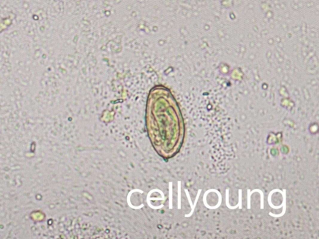 哪些魚片燙5秒有較高風險，arxiv論文助手（1000字+配圖）哪些魚片燙5秒有較高風險