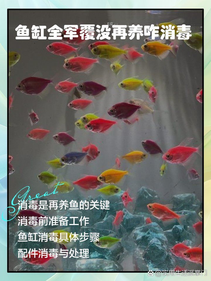 如何預(yù)防鰓病在魚缸中傳播，新手養(yǎng)魚，如何預(yù)防魚缸疾病