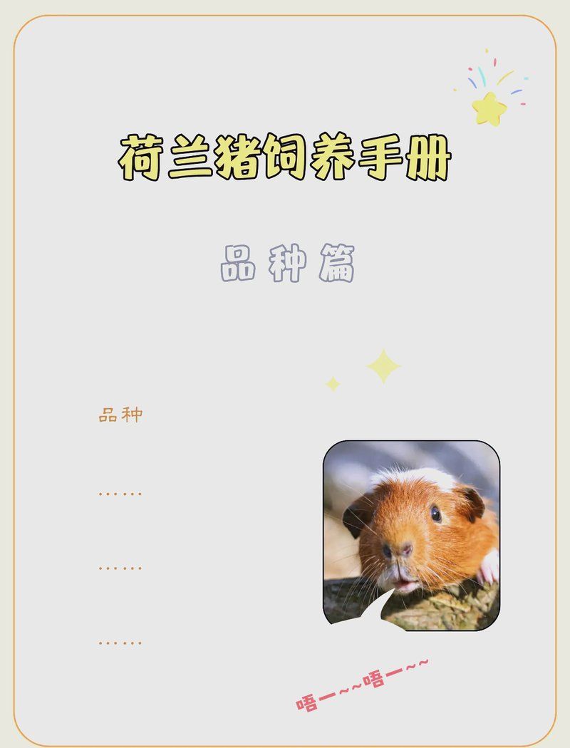 龍貓和荷蘭豬哪個更適合新手飼養，荷蘭豬和龍貓哪個更親人？