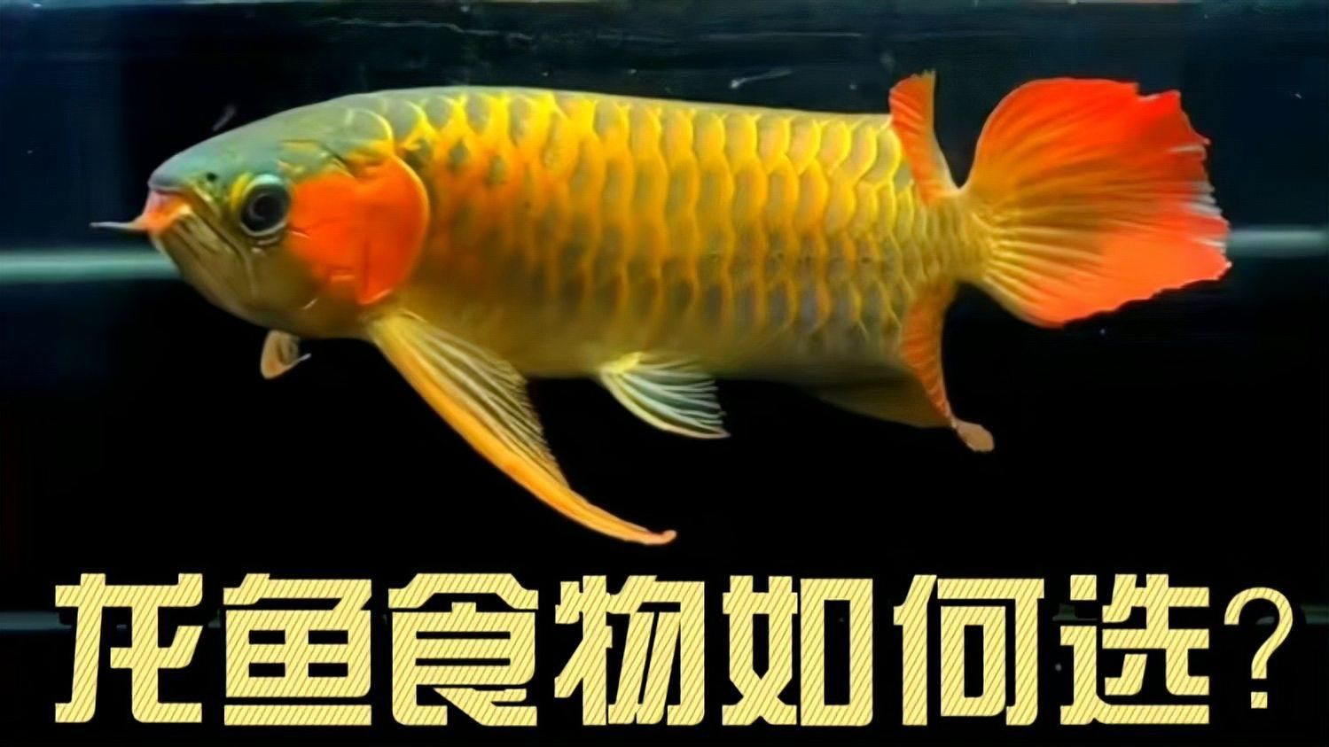 蝦仁是龍魚的最佳食物嗎？，蝦仁是龍魚飲食中的“明星食材”