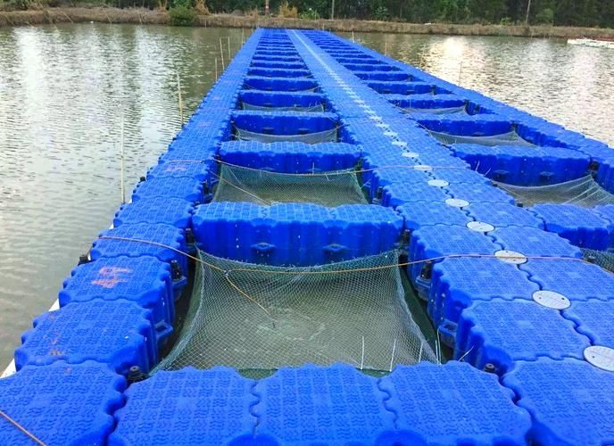 祥龍魚場的大日玉鯖魚養殖技術如何？，祥龍魚場的大日玉鯖魚