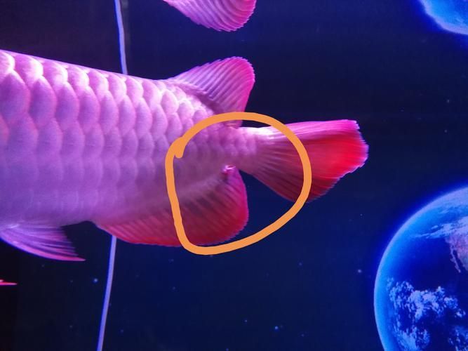 金龍魚寄生蟲圖片，如何判斷金龍魚是否感染寄生蟲