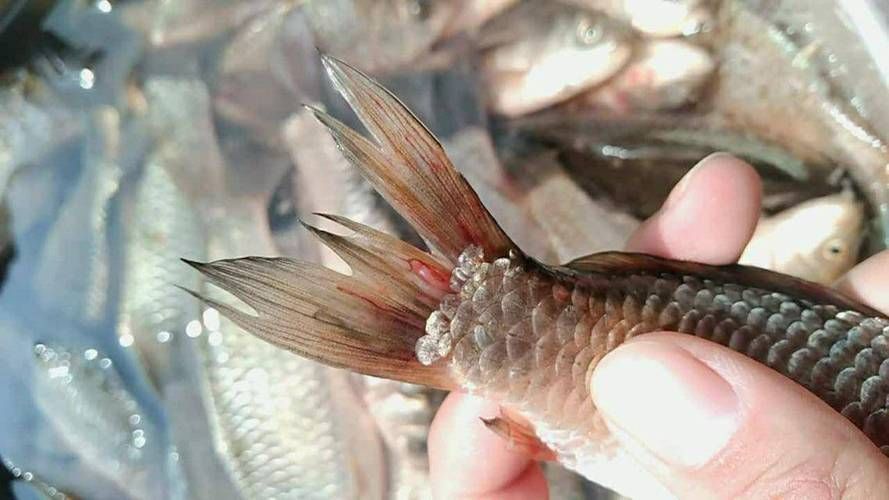 金龍魚寄生蟲圖片，如何判斷金龍魚是否感染寄生蟲