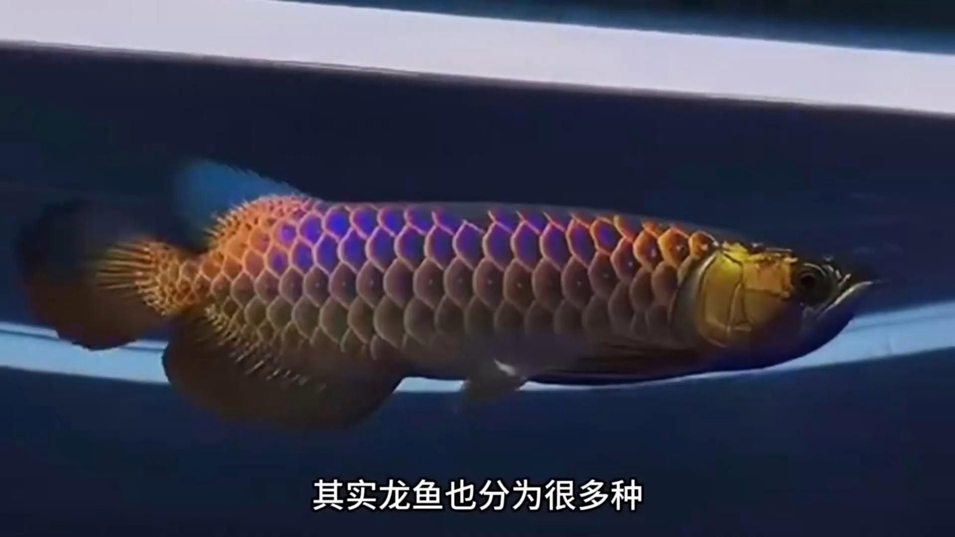 十大常見龍魚中哪個性價比最高？，探討與選購指南魚中的吃貨