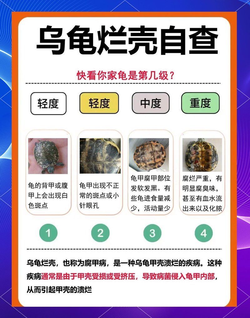 如何判斷烏龜是否缺營養，烏龜是否缺營養通常需要觀察其體態和體態和體態和生長狀況