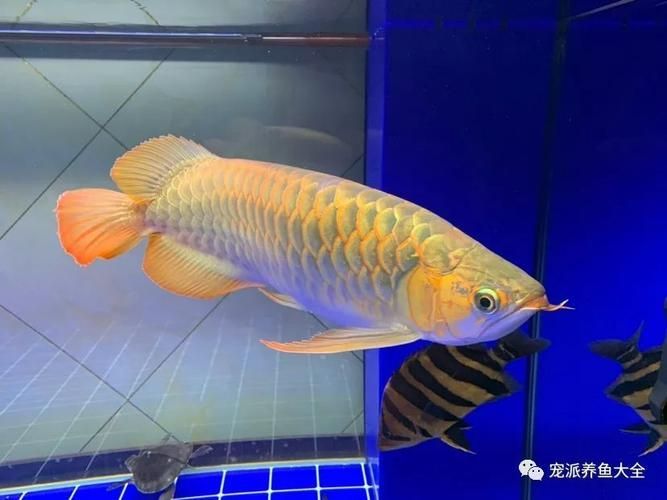 如何鑒別橘紅龍魚的品質