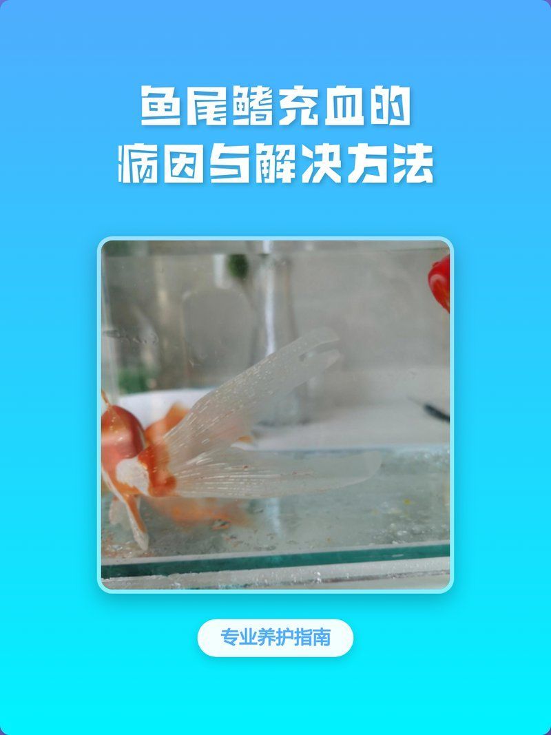 如何判斷魚尾鰭充血是哪種病，如何判斷魚尾鰭充血
