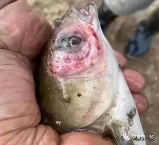 魚爛真菌和細菌圖片，如何區分魚爛真菌和細菌感染？