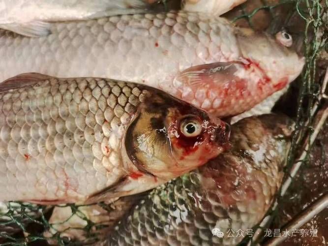 魚爛真菌和細菌圖片，如何區分魚爛真菌和細菌感染？