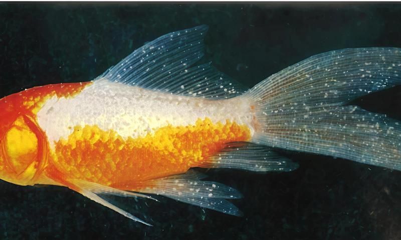 哪種方法最適合預防龍魚白點病，如何預防龍魚白點病