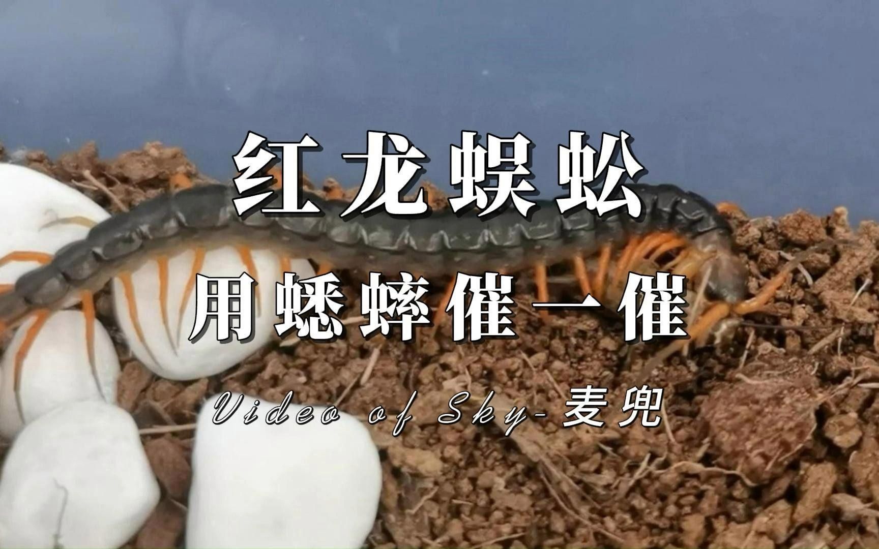 紅龍苗吃什么食物最好，紅龍苗吃什么食物最好紅龍苗分階段喂食計(jì)劃表