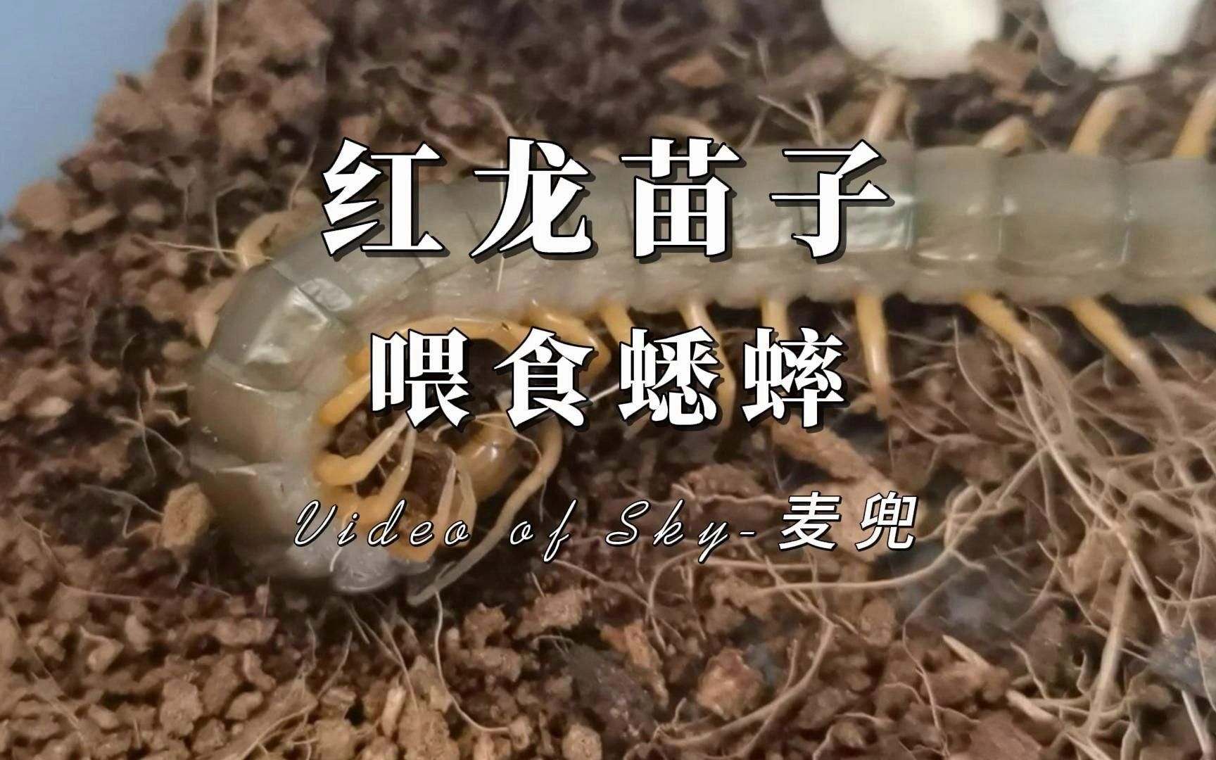 紅龍苗吃什么食物最好，紅龍苗吃什么食物最好紅龍苗分階段喂食計(jì)劃表