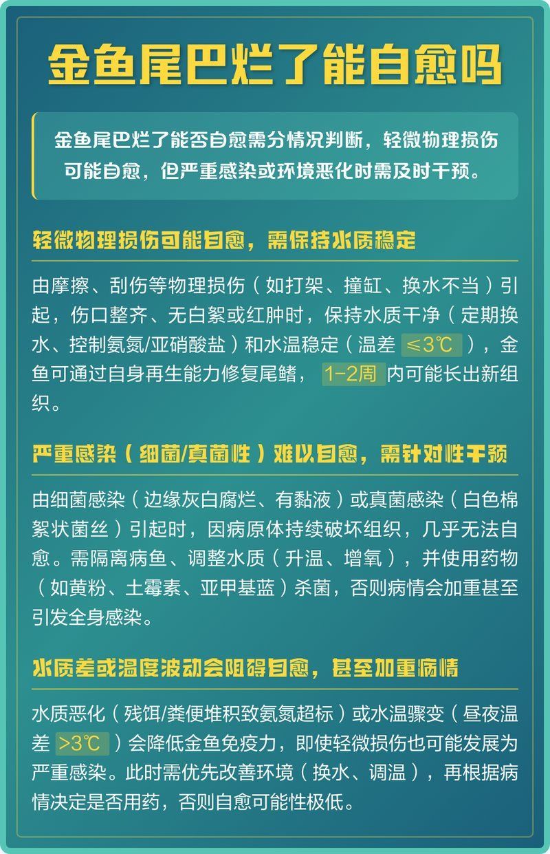 金魚(yú)爛尾巴會(huì)自愈嗎，新一寵物，金魚(yú)尾巴爛了能自愈嗎