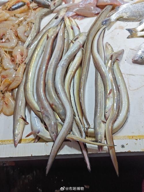 湛江龍魚的價格是多少？，湛江觀賞龍魚市場購買指南