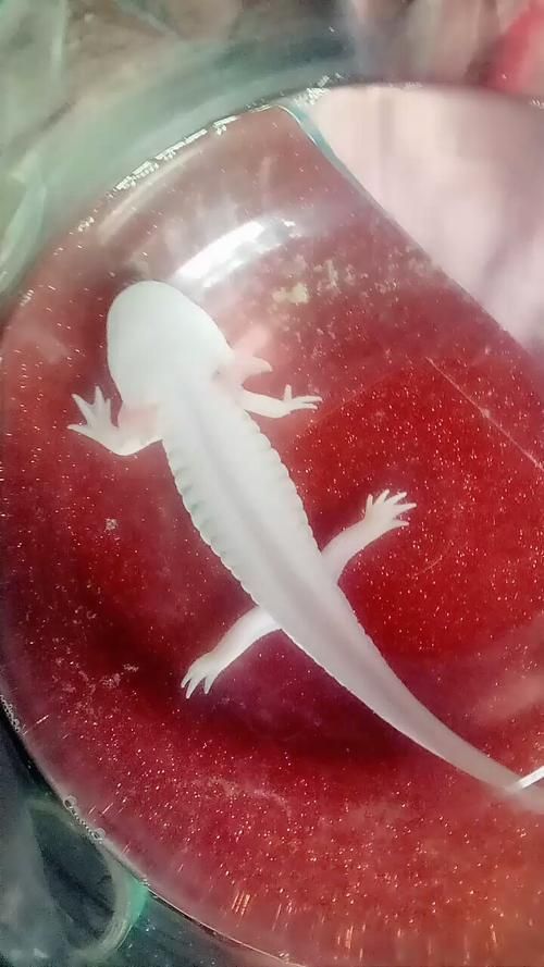 給我一張火龍魚的圖片，火龍魚的奧秘