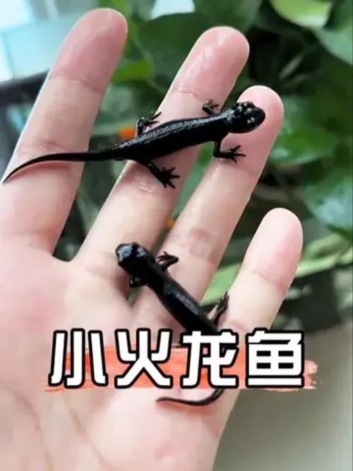給我一張火龍魚的圖片，火龍魚的奧秘