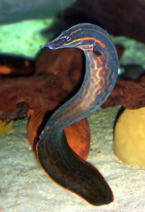 給我一張火龍魚的圖片，火龍魚的奧秘