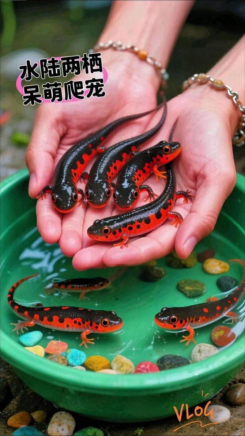 給我一張火龍魚的圖片，火龍魚的奧秘